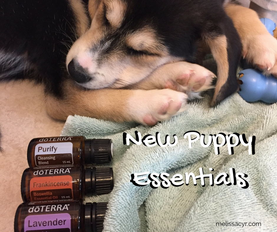 essential oils for puppies