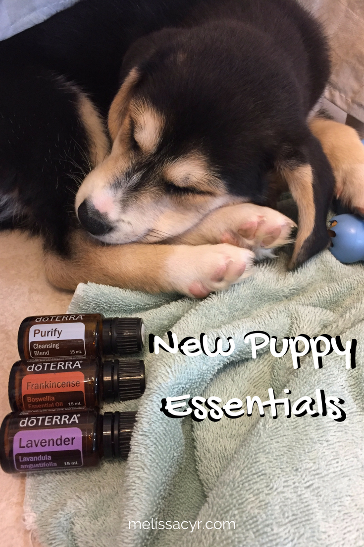essential oils for puppies pin
